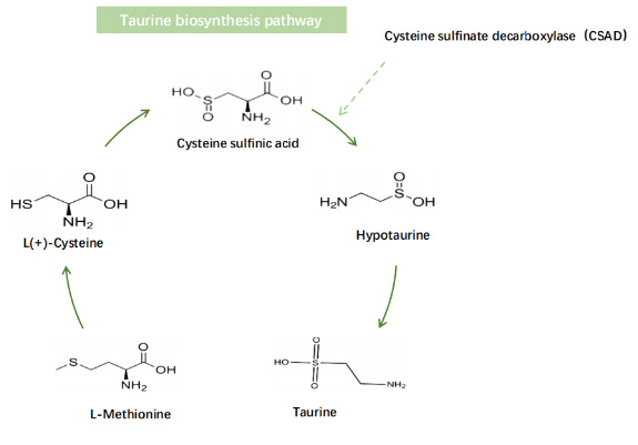 Taurine