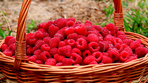 Raspberry Ketone